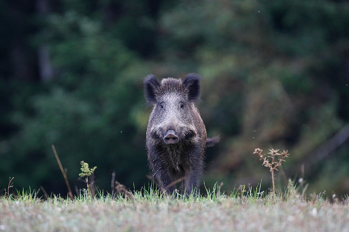 Cinghiale: Cinghiale