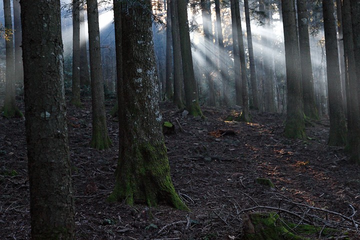 Foresta di Vallombrosa: Foresta di Vallombrosa