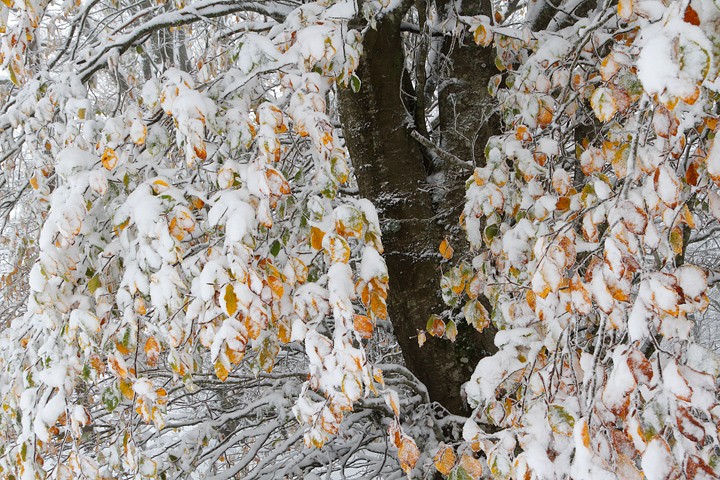 Neve d'autunno  : Neve d'autunno  