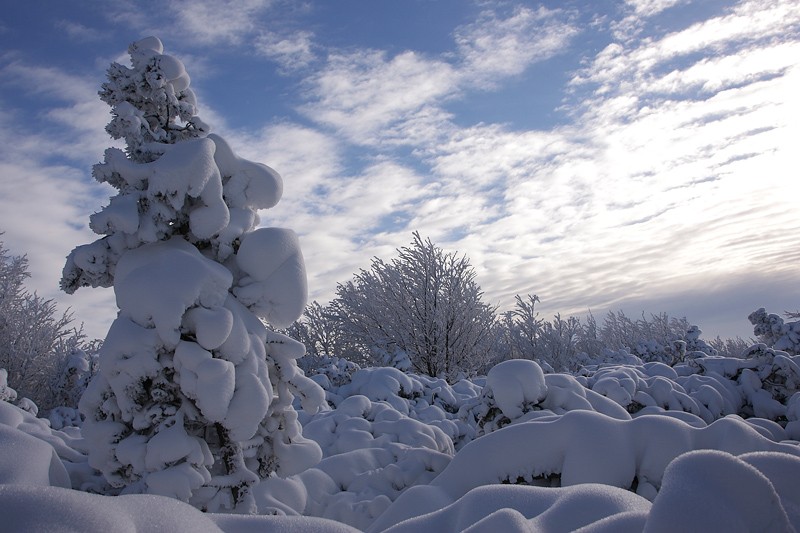 Cuscini di neve P.N.F.Casentinesi: Cuscini di neve P.N.F.Casentinesi