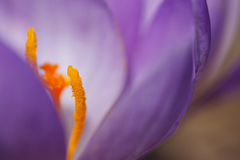 Crocus Monti del Pratomagno: Crocus Monti del Pratomagno