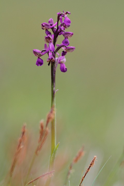 Orchis morio: Orchis morio