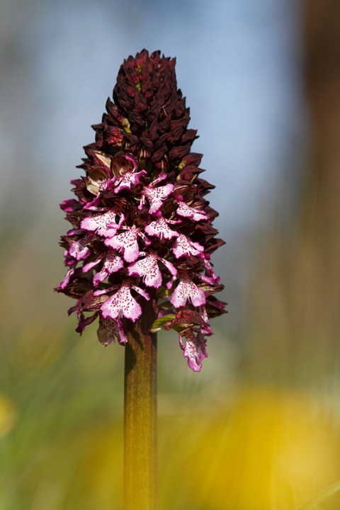 Orchis purpurea: Orchis purpurea