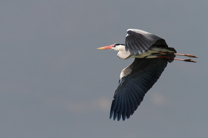 Ardea cinerea: Ardea cinerea