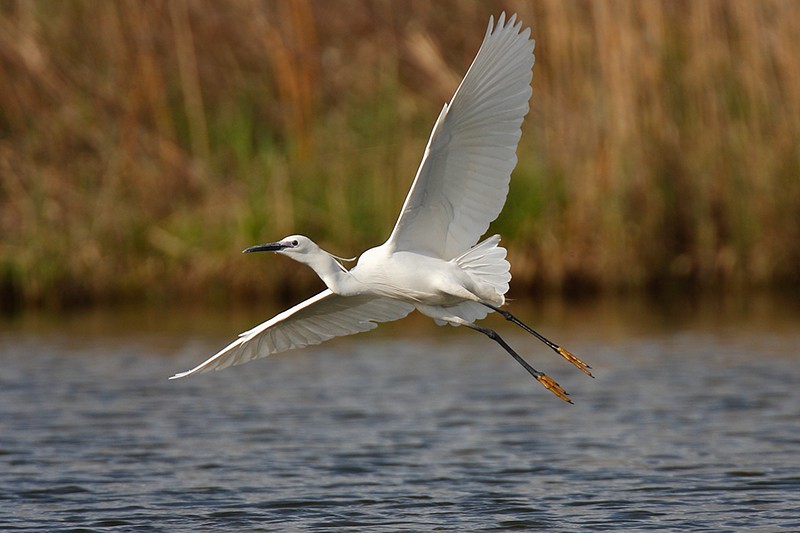 Egretta garzetta: Egretta garzetta