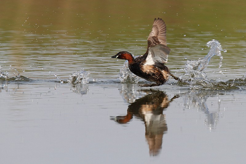 Tachybaptus ruficollis: Tachybaptus ruficollis