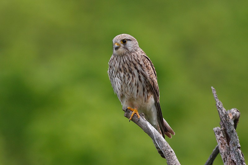 Falco tinnunculus: Falco tinnunculus