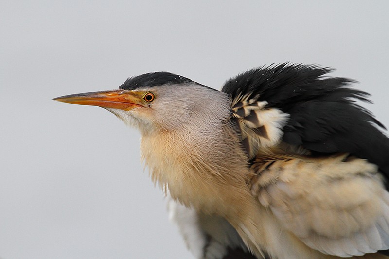 Ixobrychus minutus: Ixobrychus minutus