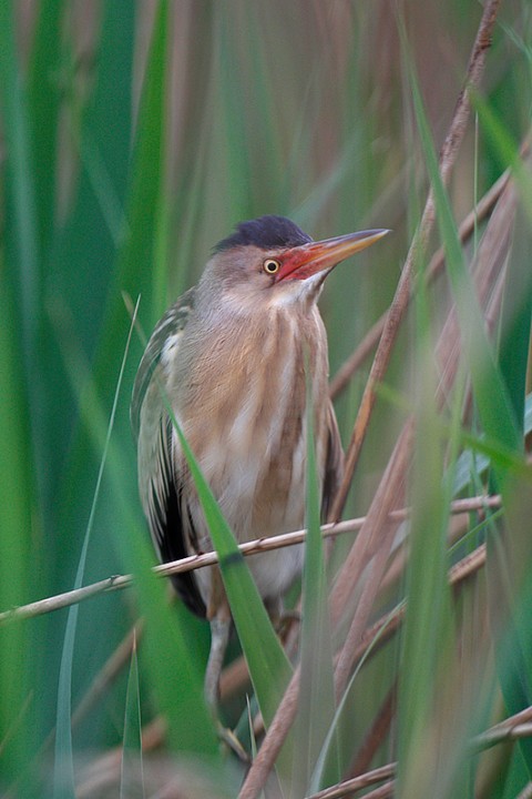 Ixobrychus minutus: Ixobrychus minutus