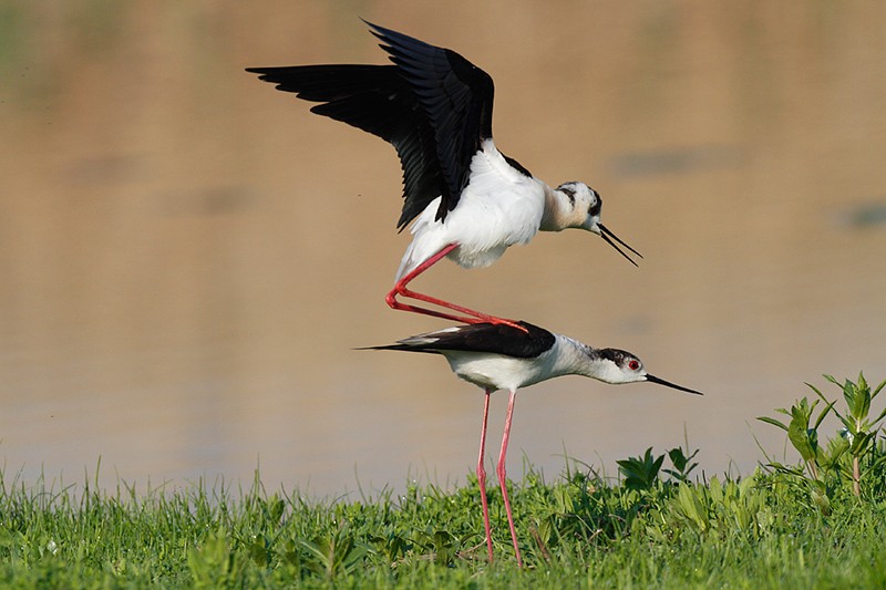 Himantopus himantopus: Himantopus himantopus