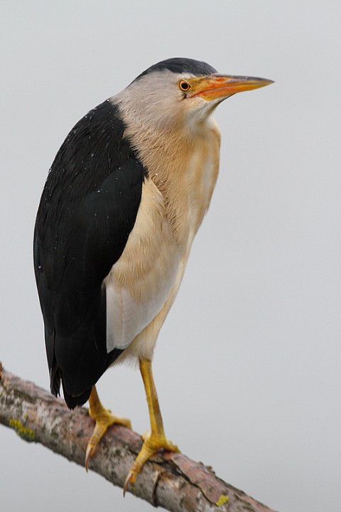 Ixobrychus minutus: Ixobrychus minutus