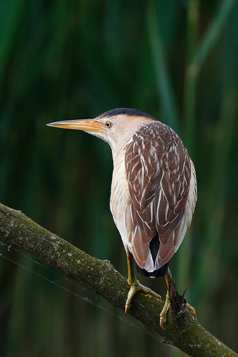 Ixobrychus minutus: Ixobrychus minutus