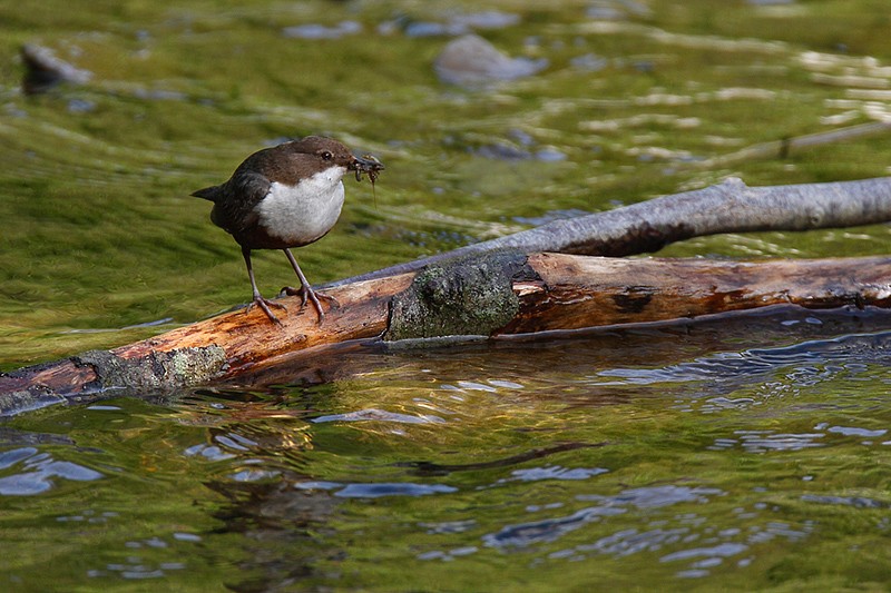 Cinclus cinclus: Cinclus cinclus