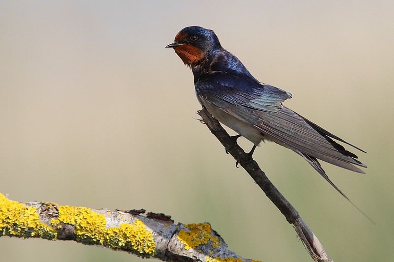 Hirundo rustica: Hirundo rustica