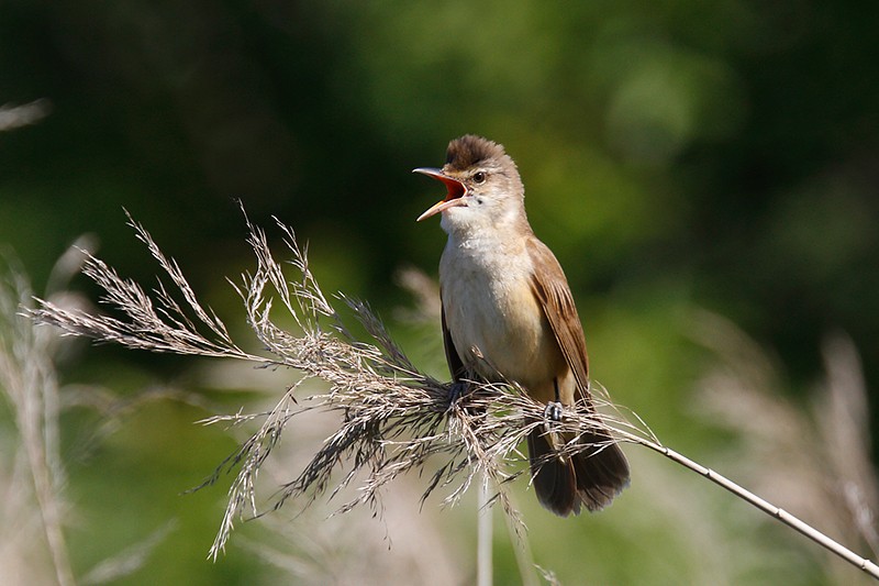 Acrocephalus arundinaceus: Acrocephalus arundinaceus