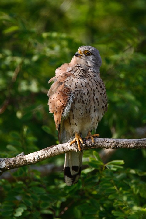 Falco tinnunculus: Falco tinnunculus