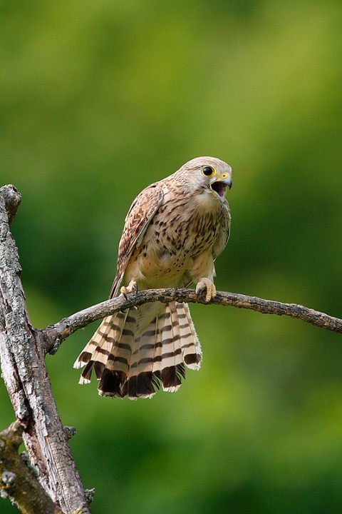 Falco tinnunculus: Falco tinnunculus