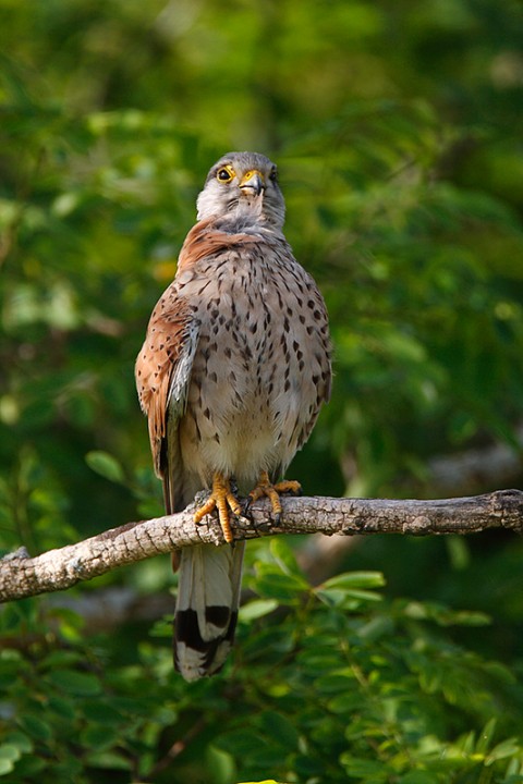 Falco tinnunculus: Falco tinnunculus