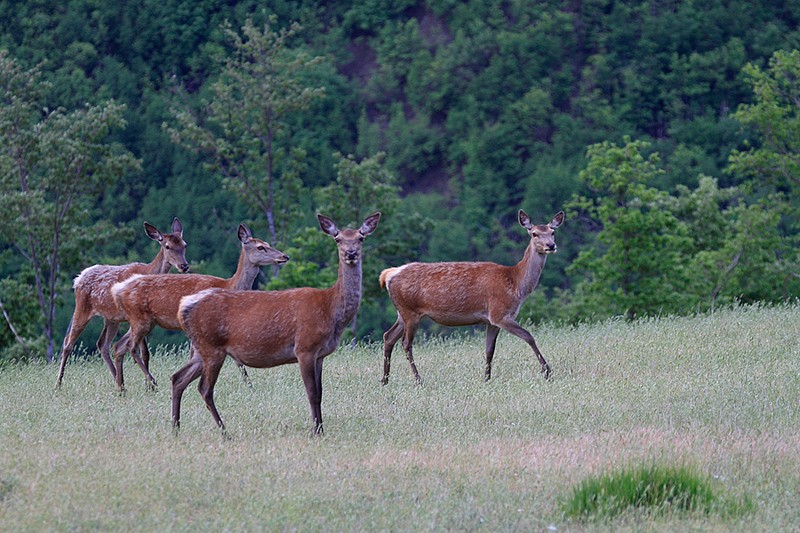 Cervus elaphus P.N.F. Casentinesi: Cervus elaphus P.N.F. Casentinesi