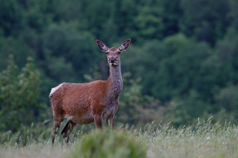 Cervus elaphus P.N.F. Casentinesi: Cervus elaphus P.N.F. Casentinesi