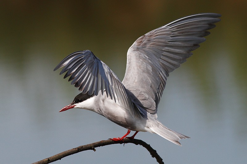 Chlidonias hybridus: Chlidonias hybridus