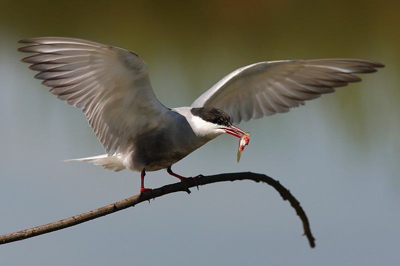 Chlidonias hybridus: Chlidonias hybridus