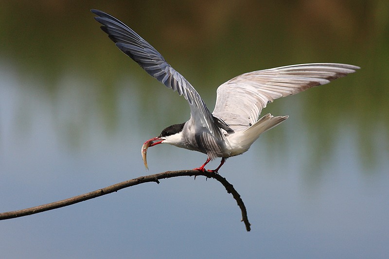 Chlidonias hybridus: Chlidonias hybridus