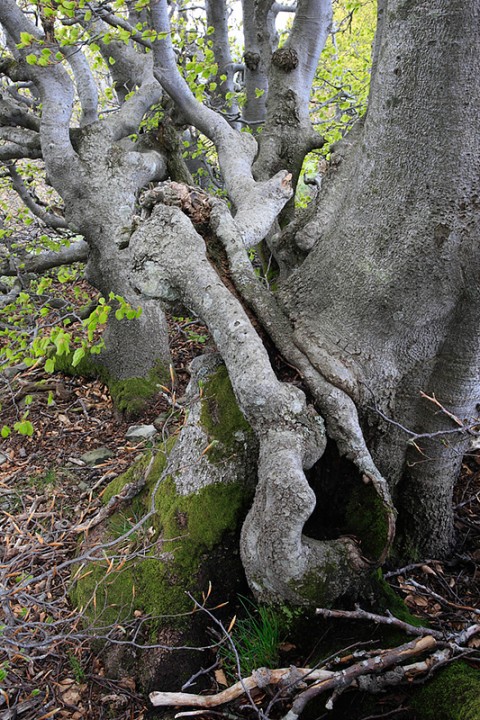 Fagus sylvatica: Fagus sylvatica