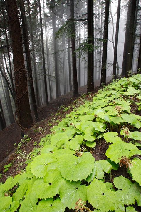 Foresta di Vallombrosa: Foresta di Vallombrosa