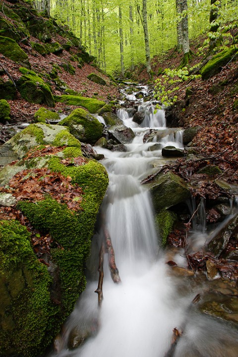 Foresta di Vallombrosa: Foresta di Vallombrosa