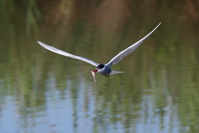  Chlidonias hybridus:  Chlidonias hybridus