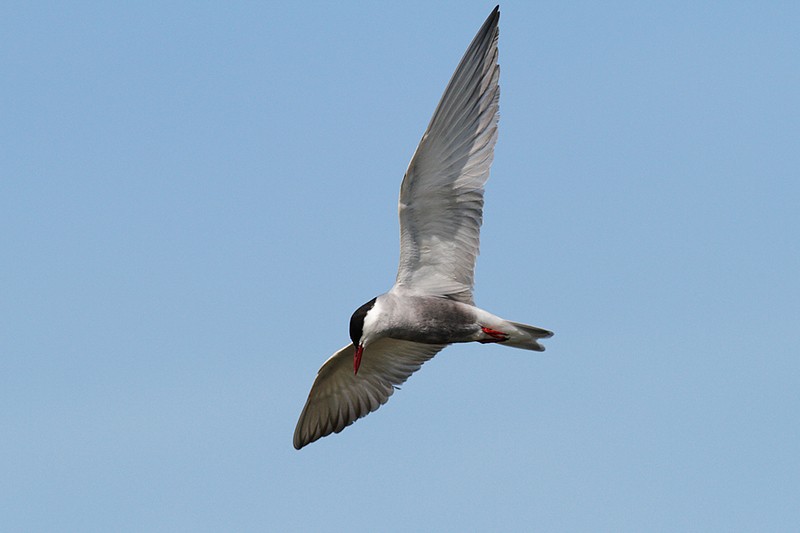  Chlidonias hybridus:  Chlidonias hybridus