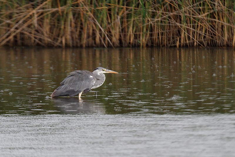 Ardea cinerea: Ardea cinerea