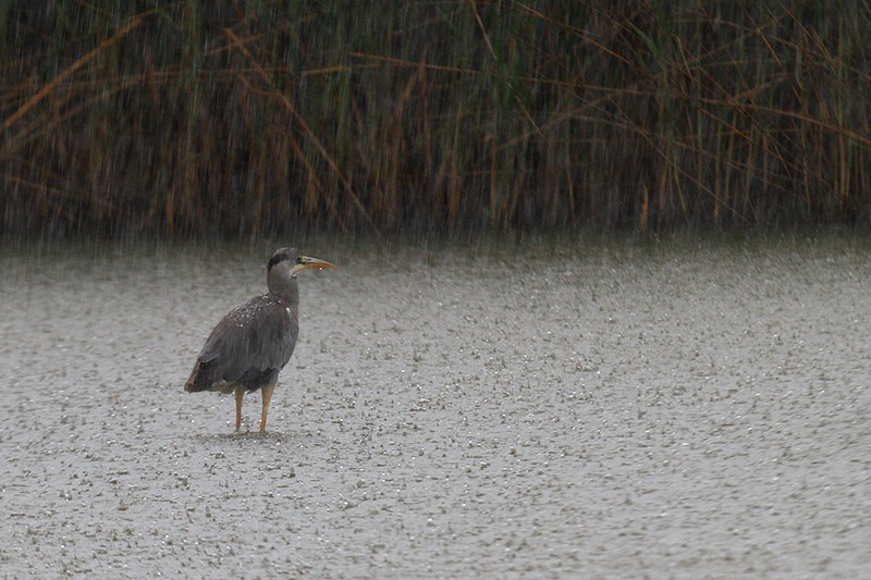 Ardea cinerea sotto il diluvio: Ardea cinerea sotto il diluvio