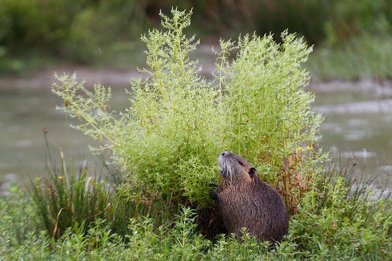 Myocastor coypus: Myocastor coypus