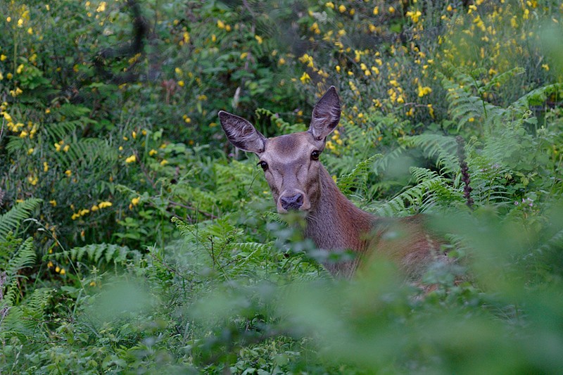 Cervus elaphus: Cervus elaphus