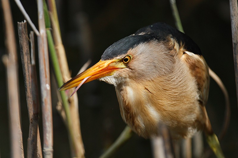 Ixobrychus minutus: Ixobrychus minutus