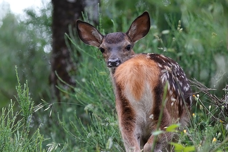 Cervus elaphus juv: Cervus elaphus juv