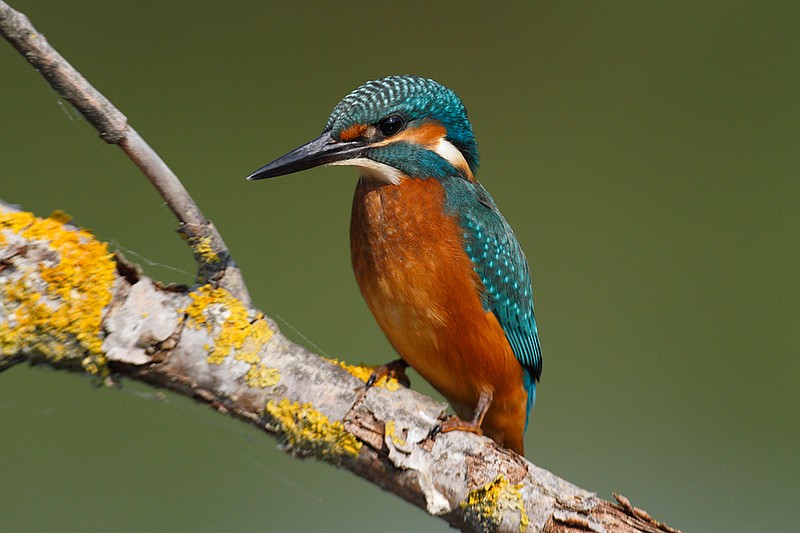 Alcedo atthis: Alcedo atthis