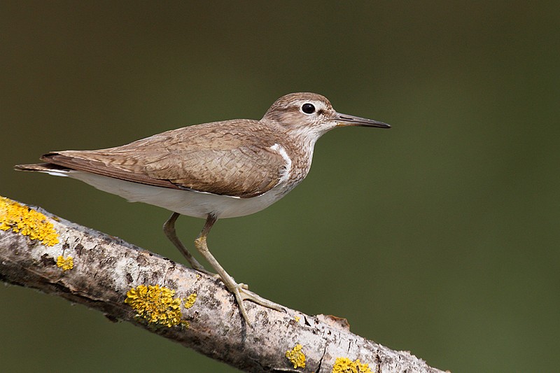 Actitis hypoleucos: Actitis hypoleucos