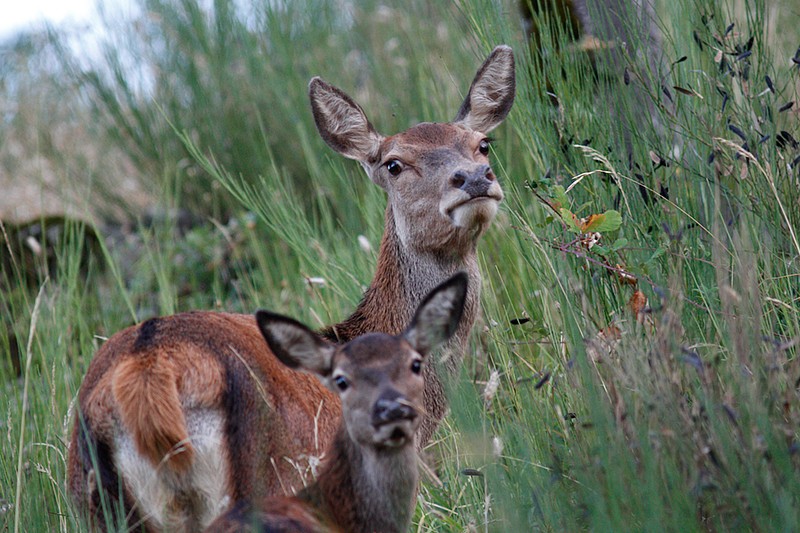 Cervus elaphus P.N.F. Casentinesi: Cervus elaphus P.N.F. Casentinesi