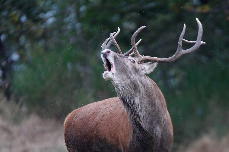 Cervus elaphus P.N.F. Casentinesi: Cervus elaphus P.N.F. Casentinesi