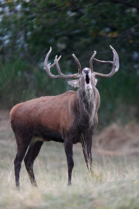 Cervus elaphus P.N.F. Casentinesi: Cervus elaphus P.N.F. Casentinesi