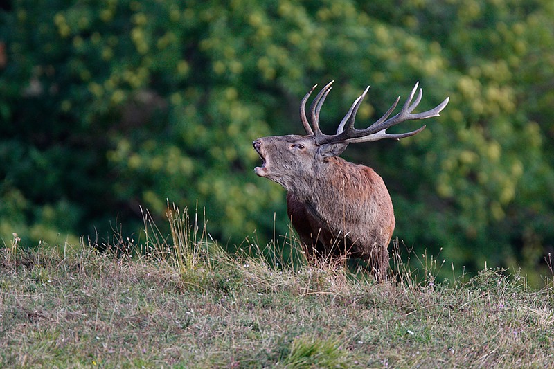 Cervus elaphus P.N.F. Casentinesi: Cervus elaphus P.N.F. Casentinesi