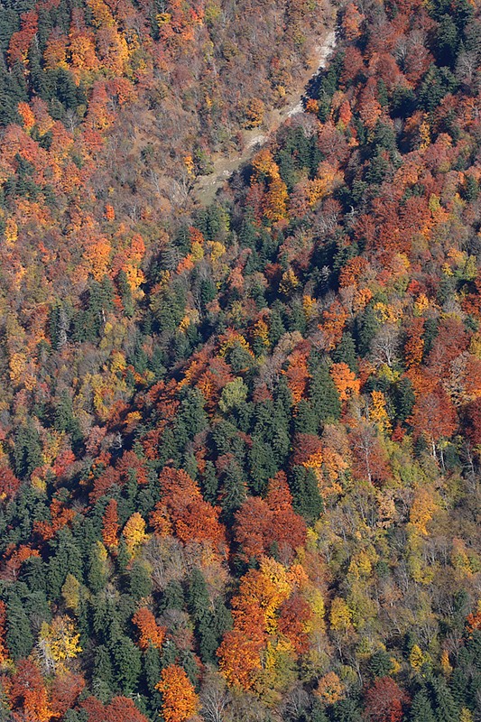 Autunno P.N.F. Casentinesi: Autunno P.N.F. Casentinesi