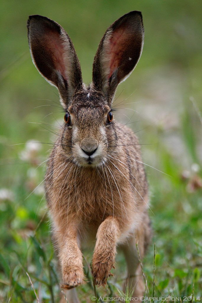 Lepre (Lepus europaeus): Lepre (Lepus europaeus)