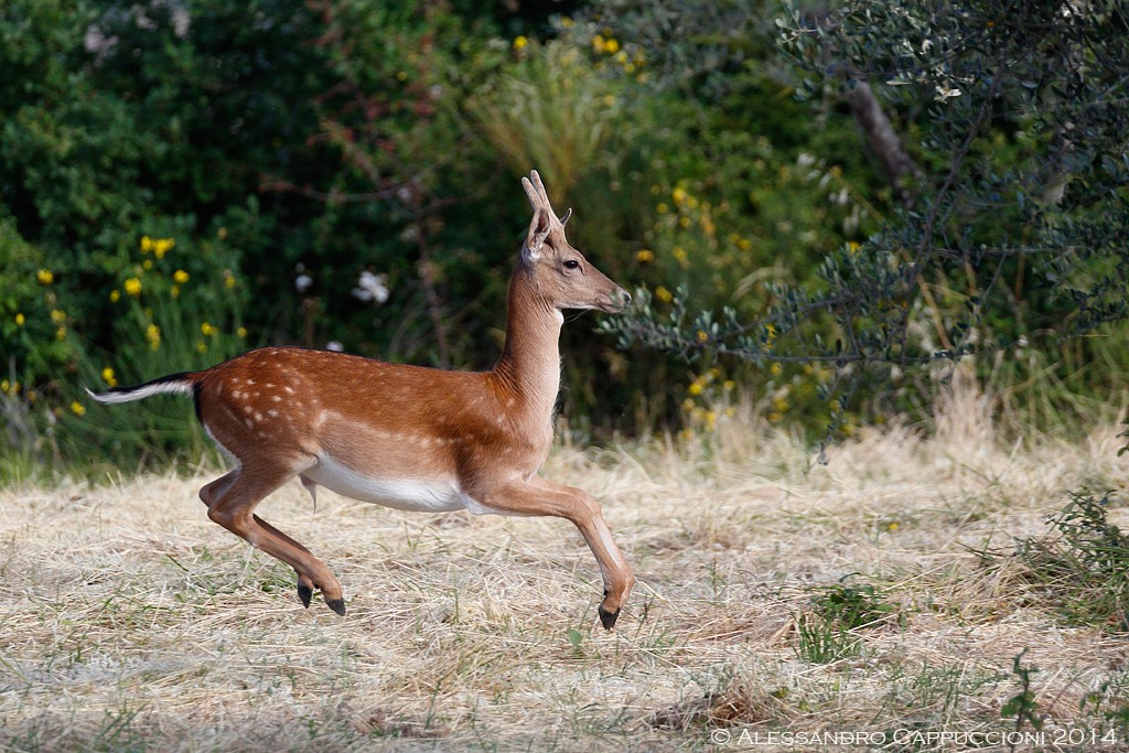 Daino (Dama dama): Daino (Dama dama)