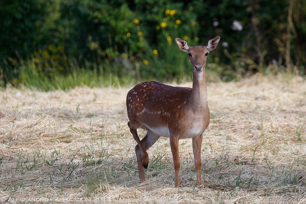 Daino (Dama dama): Daino (Dama dama)