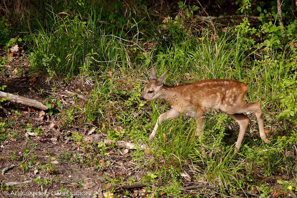 Capriolo juv. (Capreolus capreolus): Capriolo juv. (Capreolus capreolus)