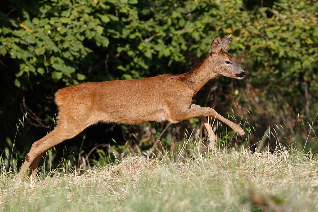 Capriolo (Capreolus capreolus): Capriolo (Capreolus capreolus)